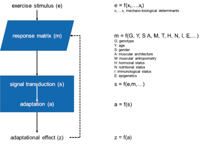 Réponse théorique d'un système physiologique à un stimulus d'entraînement. Adapté de Toigo et Boutellier, 2006.