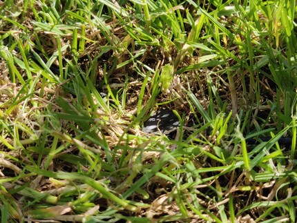 Le câble se trouve près du sol et n'est donc pas endommagé par le robot.