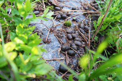 Deer droppings...