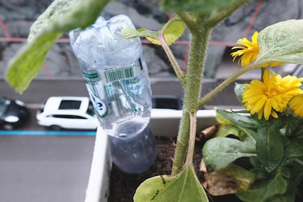 The bottle has to sit really tight in the soil or it will fall out and possibly hit someone. Yes, I speak from experience.
