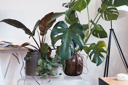 Plants like to keep each other company while you’re away.