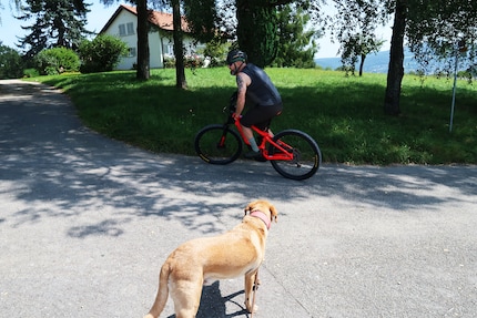 Was macht dieser komische Mann auf diesem seltsamen roten Töff, scheint sich der Hund zu fragen.