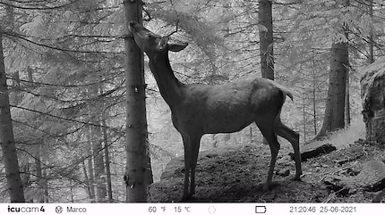 Un cerf se déplace rarement seul...