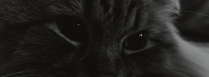 Katze in XPan