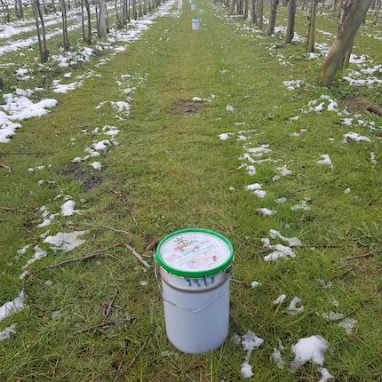 Rund 400 solcher Parafin-Kerzen hat mein Bruder vor der Frostnacht in seiner Anlage verteilt.