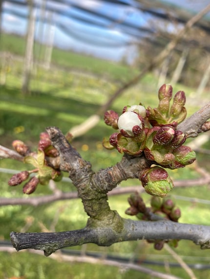 Ende März haben die Kirschbäume bereits Blüten entwickelt.