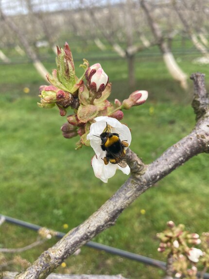 Bereits einen Tag nach der Frostnacht machen sich die ersten Hummeln daran, die Blüten zu bestäuben.