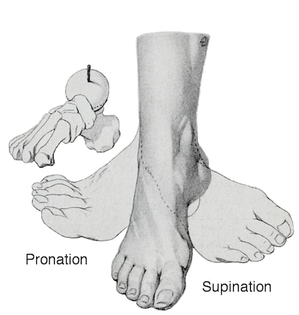 Pronation and supination are two terms that you often come across in the context of running.
