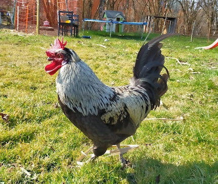 Travis, unser Hahn im Korb.