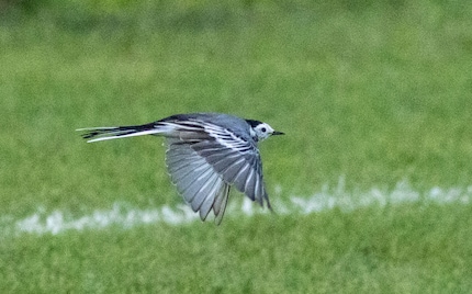 The crop also makes the noise very visible.