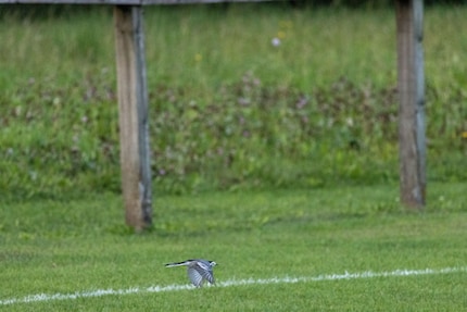 This image needs to be heavily cropped. 400mm, f/8, 1/3200 second, 6400 ISO sensitivity.