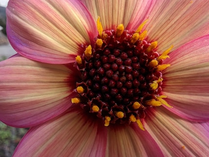 Macro mode works well on flowers, but not just that.