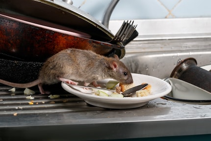 Das hab ich jetzt von meiner Hunde-Verweigerung: Mein Sohn will eine Ratte.