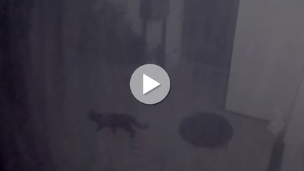 Der Screenshot aus dem Überwachungsvideo zeigt eine Katze auf nächtlichem Kontrollgang. Der Strahler wurde hier nicht aktiviert, weil ich die Katze in der Steuerung als zu kleines und ungefährliches Objekt eingestuft habe.