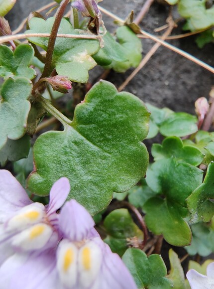 Finer details on the leaf are quite visible.