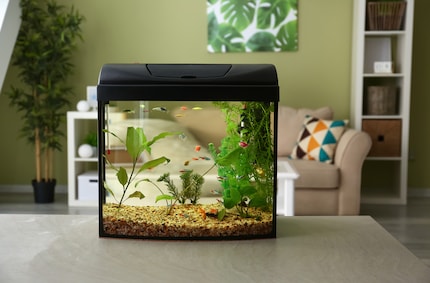 De makkelijkste manier om vissen te verplaatsen is door ze in hun eigen aquarium te vervoeren. Het wordt ingewikkelder als het water moet worden vervangen.