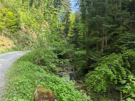 The forest looks beautiful through the main camera, but is plagued by over-sharpening.