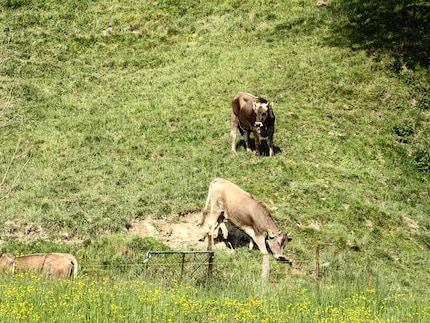 The 10x digital zoom is already less useful.