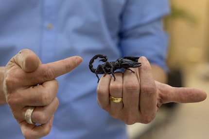 Met zijn imposante scharen ziet deze schorpioen eruit als een echte krachtpatser.