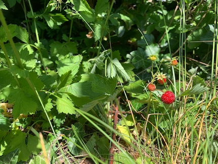 Wenn du etwas Platz im Freien zur Verfügung hast, kannst du auch zur bei uns heimischen Mini-Variante der Walderdbeere greifen. Nachdem ich vor einigen Jahren einige wenige Pflanzen in meinem Garten verteilt habe, verbreiteten sich die kleinen Beeren ganz von alleine munter weiter. Heute kann ich wochenlang überall im Garten ernten und das ganz ohne Schadstoffe und ohne noch etwas dafür tun zu müssen.