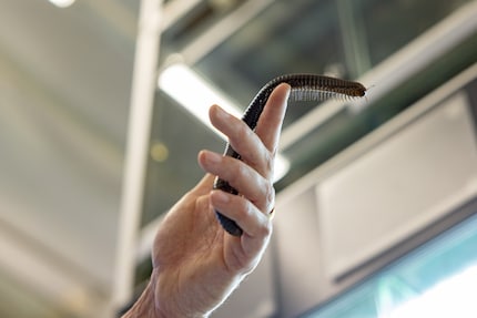 De miljoenpoot beweegt sierlijk onder de schijnwerpers.