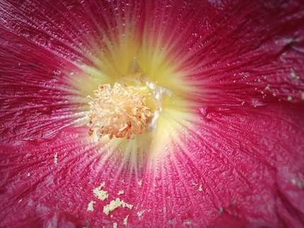 With the macro camera, I can get close to the subject.