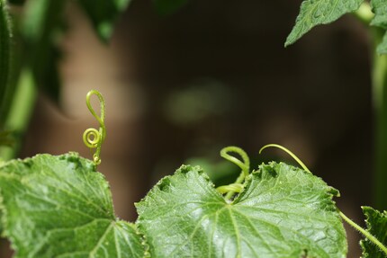 Planten en muziek zijn nauw met elkaar verbonden.