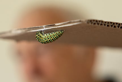 Als de rups ongeveer vijf centimeter lang is, verpopt hij zich.