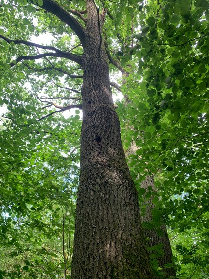 Je m’appuie confortablement contre l’arbre que j’ai choisi et je laisse la forêt me submerger.