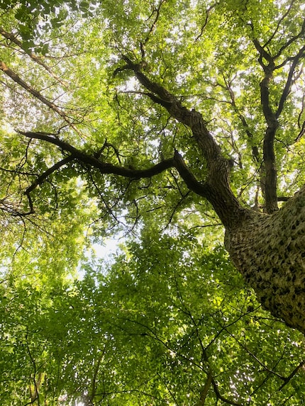 Quelques vieux géants dominent les jeunes arbres.