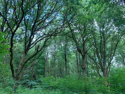 J’ai beaucoup aimé ce bain de forêt, et je reviendrai bientôt dans cette mer de feuilles vertes.