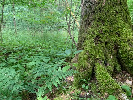 Il y a tellement de choses à découvrir autour de nous lorsqu’on prend vraiment le temps de le faire ! La forêt est remplie de microcosmes interconnectés.