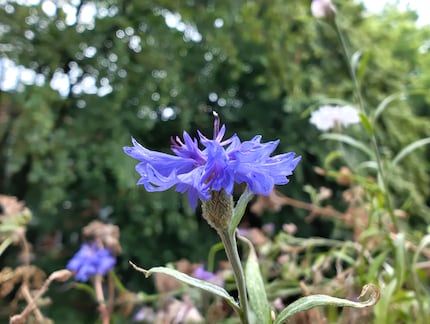 Met de macromodus kun je bijvoorbeeld dichter bij bloemen komen.