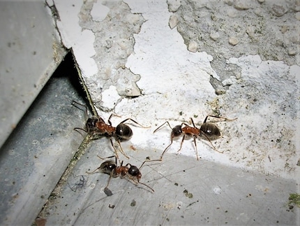 You can recognise the Lasius emarginatus by its two-tone body.