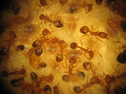 These pharoah ants are «royally garbed» in amber and gold.
