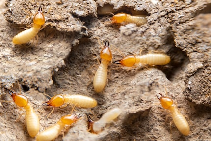 Imported termites can turn into a much bigger problem.