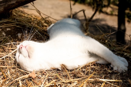 White cats are particularly prone to sunburn.