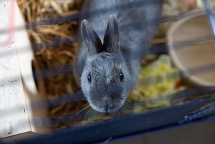 Konijnen zijn graag geziene gasten in het 5-sterren dierenhotel.