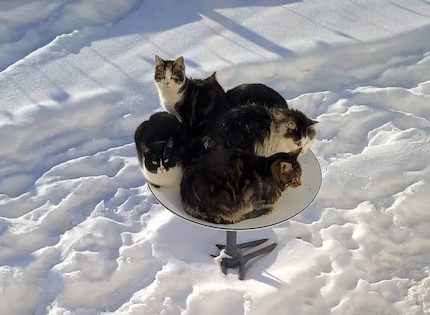 Katten houden van de verwarming van de Starlink schotels.