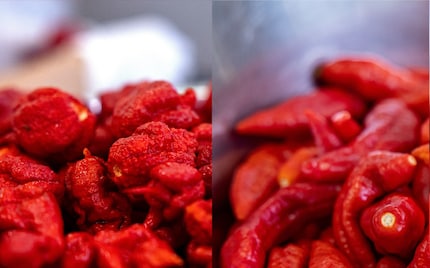 Links der ovale Carolina Reaper, rechts der längliche Naga Morich.