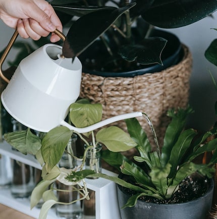 De planten water geven: een geweldige taak van twee minuten.