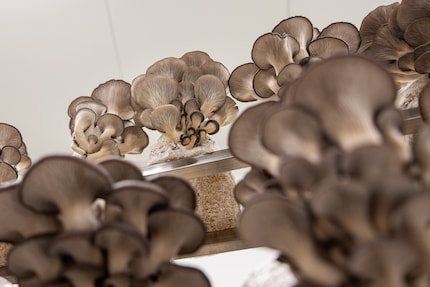 De Pleurotus, ook bekend als de oesterzwam, springt in het oog met zijn opvallende lamellen.