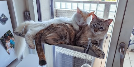 Our two house cats Zelda (left) and Leia (right) get to test out the litter box for Galaxus.