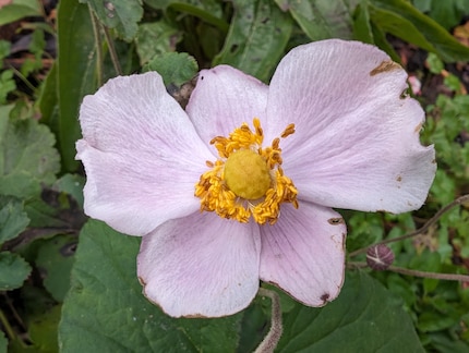 Perfect vastgelegde kwetsbaarheid: opname van een bloem met de Pixel 8, geen bewerking.