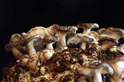Die «Schneeflöckchen» auf den Hüten sind charakteristisch für die Shiitake.