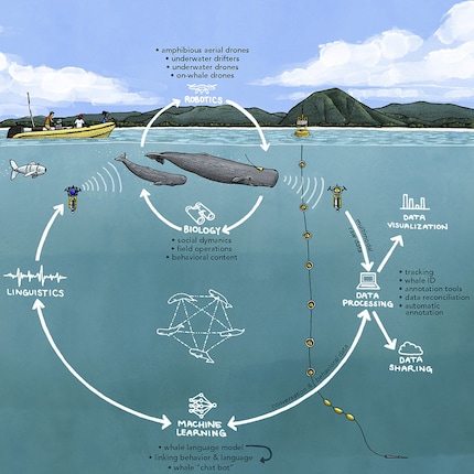 This is how CETI – the research project to decode whale language – works: by integrating biology, linguistics, robotics and machine learning, extensive communication data is collected and a model of whale language is developed using interactive experiments.