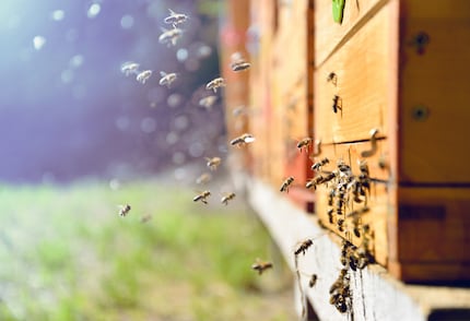When a bee finds a suitable food source, it communicates the location to the other bees through its dance. The robot bee at TU Berlin can also communicate directions through its dance.