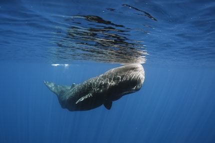 Project CETI uses machine learning and robotics to listen to and translate sperm whale communications.