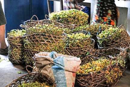 Die Blüten der Ylang-Ylang-Pflanze, geerntet auf Madagaskar.