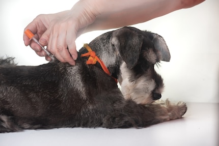 Nicht ungefährlich: Dein Hund kann sich über Exkremente mit Krankheiten anstecken.